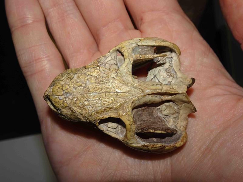 北卡罗来纳三叠纪的一种小型犬齿龙.